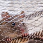 Rat in cage