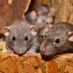 https://pixabay.com/images/id-3284412/ Rats
