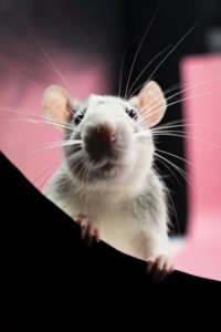 https://www.pexels.com/photo/a-white-mice-in-close-up-shot-15106525/