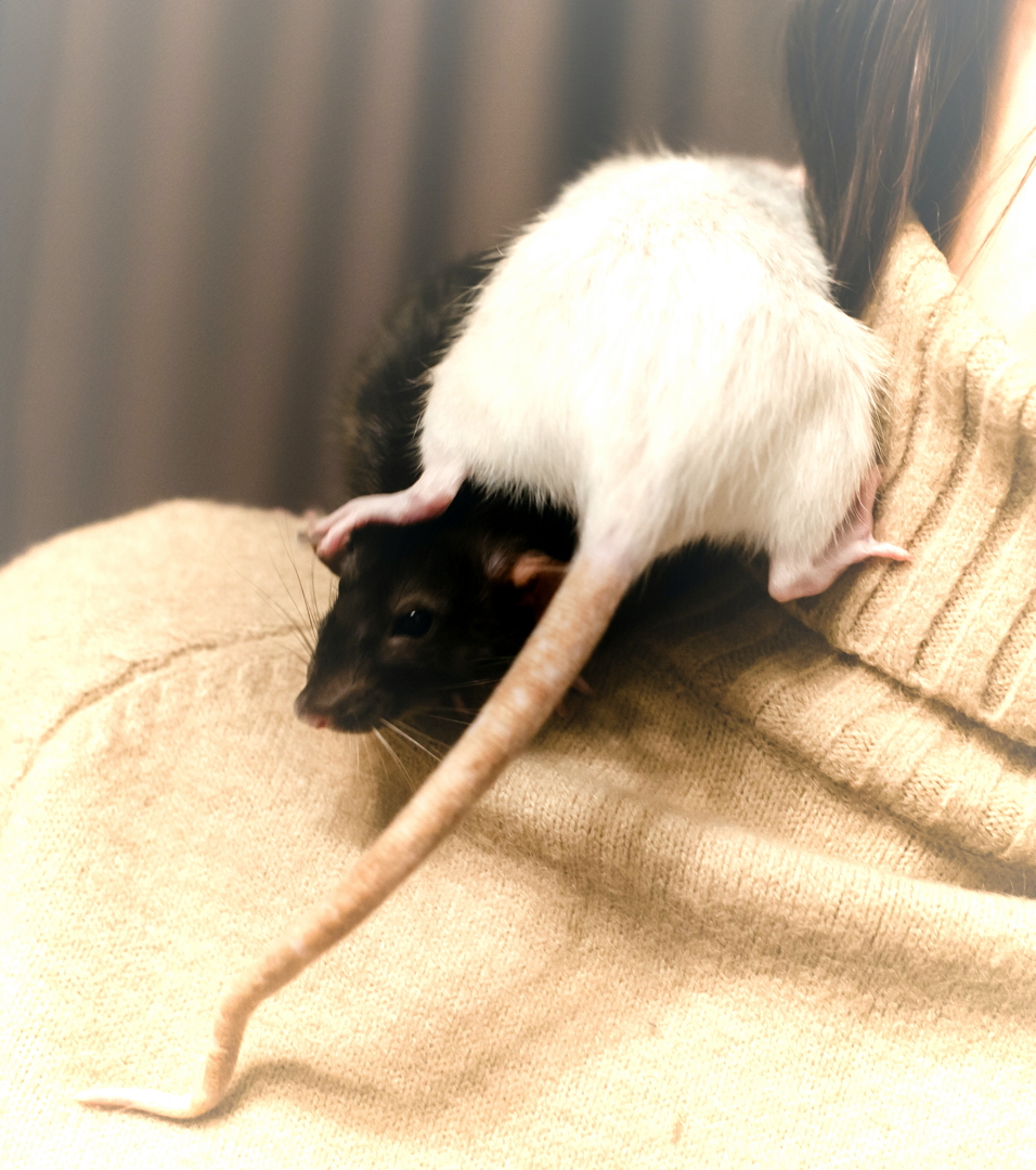 This image has an empty alt attribute; its file name is rat-tail2.jpg