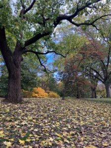 Photograph of trees during the Fall at the Arnold Arboretum of Harvard University in Boston, MA. Photo taken by Mirari Elcoro.
