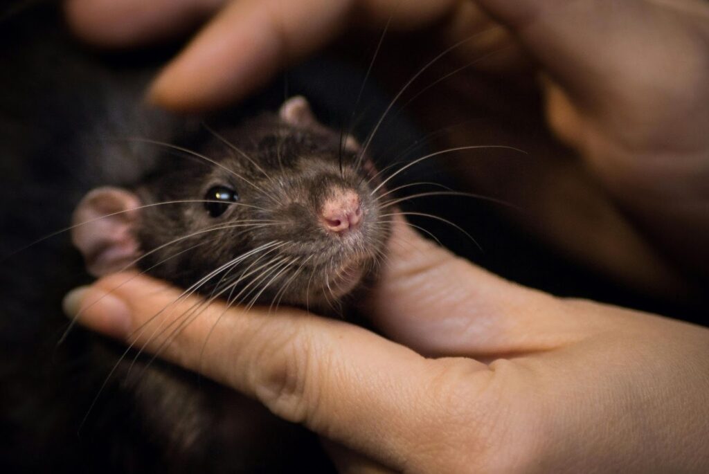 a close-up imagine of a rat in a human's hands